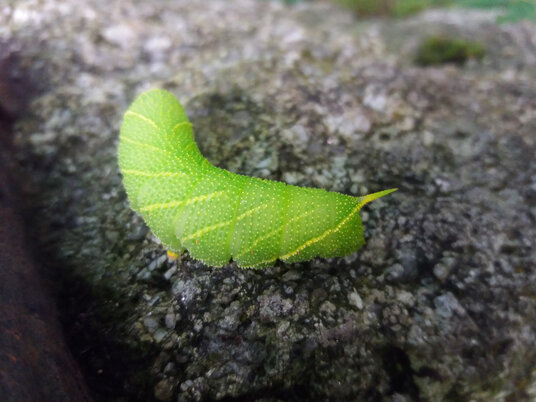 Caterpillar on a post