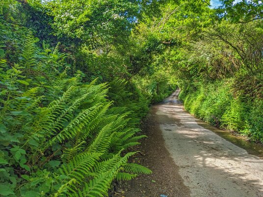 Ferns on the lane near Lanow