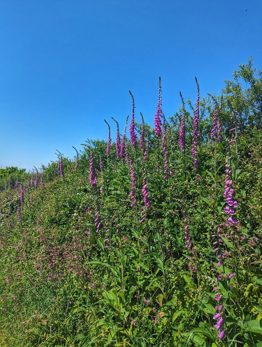 Foxgloves at Lanow