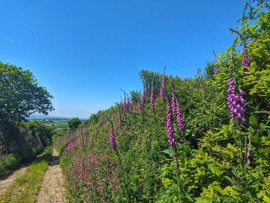 Foxgloves on the track near Lanow