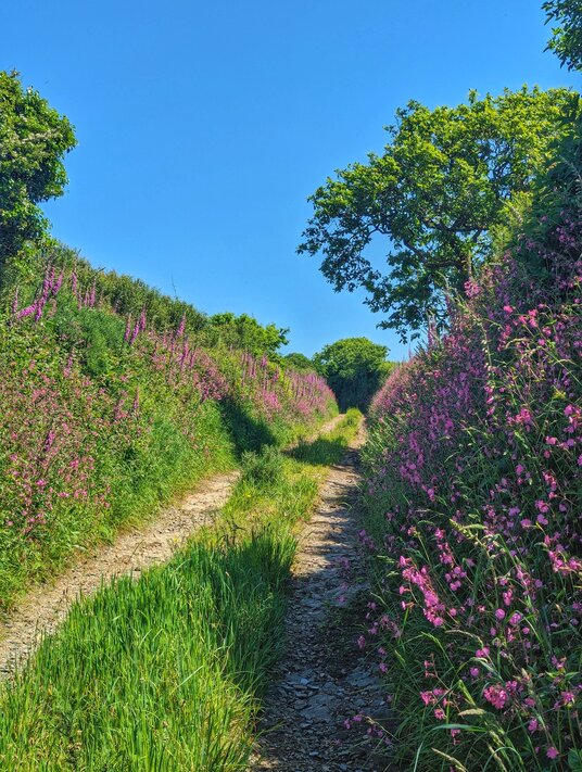 Wild flowers on the track at Lanow