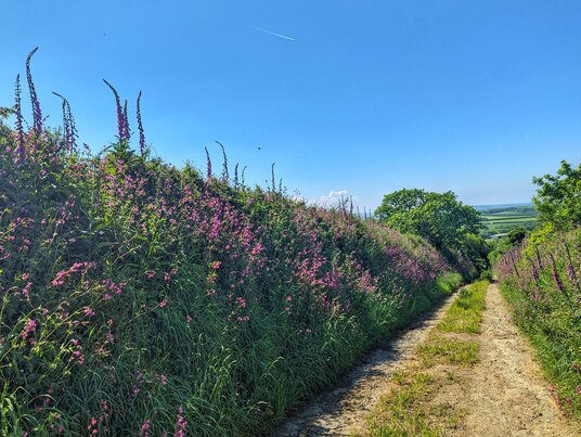 Wild flowers at Lanow