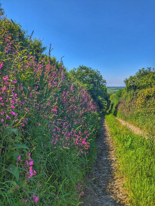 Wild Flowers near Lanow
