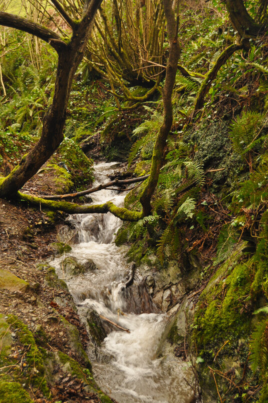 Stream in West Coombe