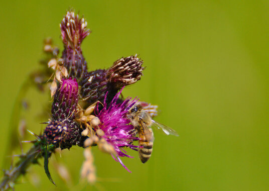 Honey bee on thistle flowers in the river meadows