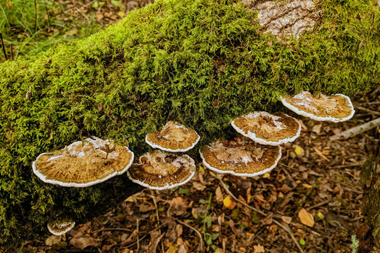 Bracket fungus near Lanteglos