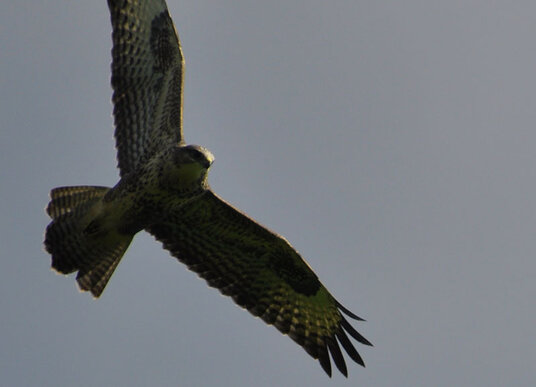 Buzzard in the Allen valley