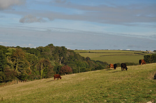 Fields near Lanteglos Church