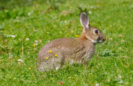 Rabbit on the golf course