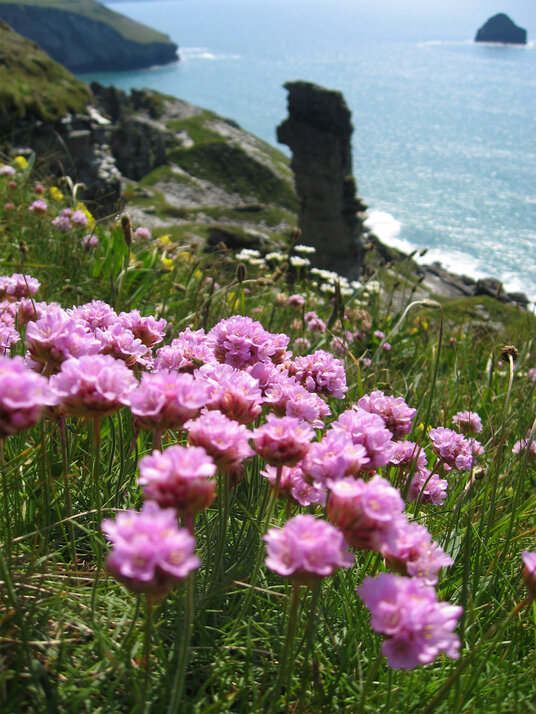 Thrift at Lanterdan Quarry
