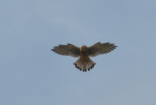 Kestrel over Lantic Bay