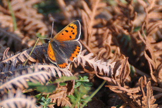 Small Copper butterfly at Lantivet Bay