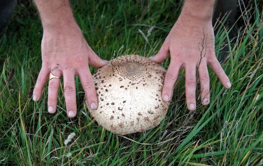 Parasol mushroom at Backways Cove