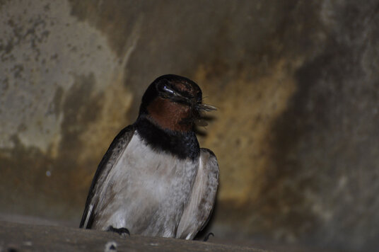 Swallow in one of the barns