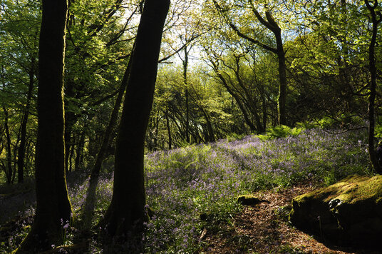 Bluebells in Lavethan Wood