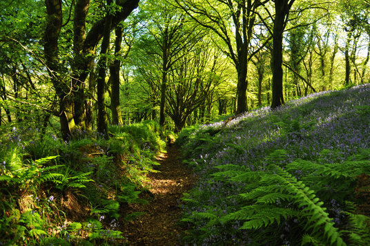 Path through Lavethan Wood
