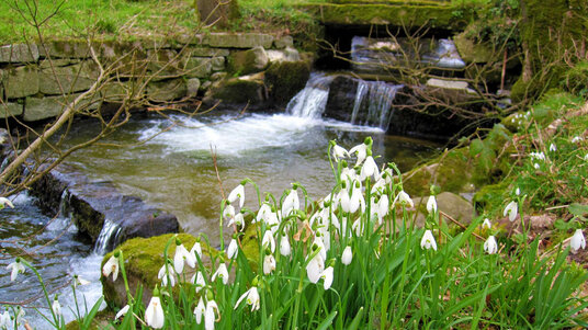 Snowdrops next to Mill Race, near Lavethan