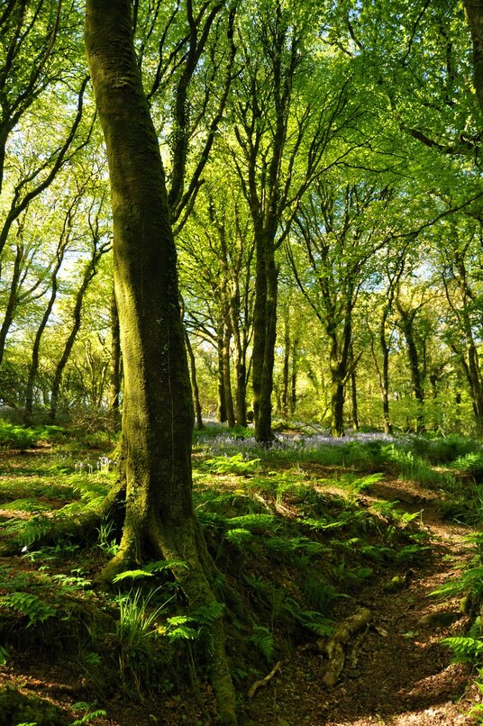 Lavethan Wood