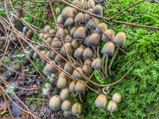 Fungi in the woods