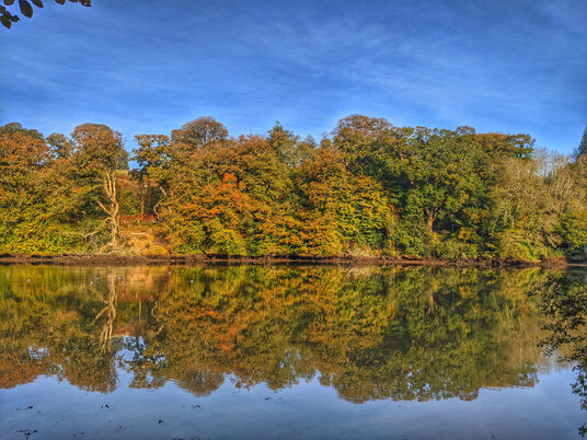 Reflections on the River Lerryn