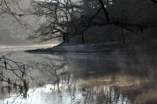 Steam rising from the creeks in Ethy Wood
