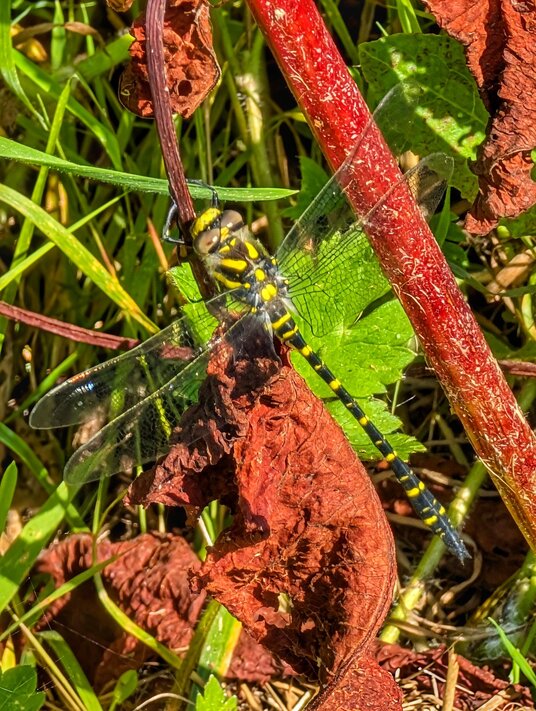 Dragonfly near Lestowder
