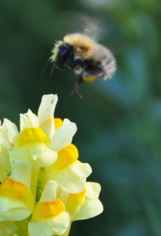 Bumble bee beside the coast path