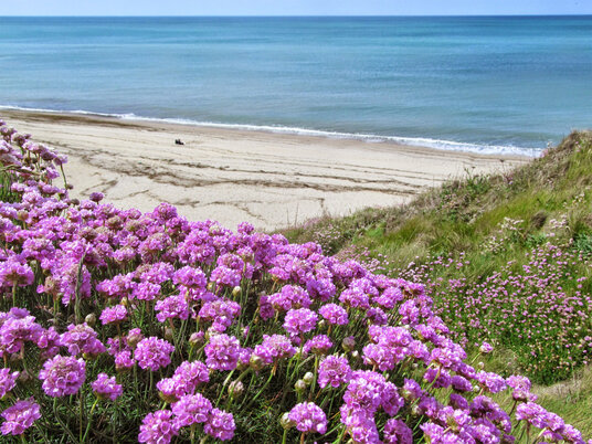 Thrift at Fishing Cove