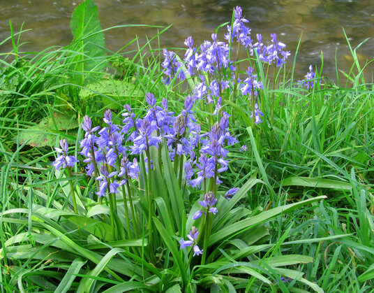 Spanish bluebells beside the river
