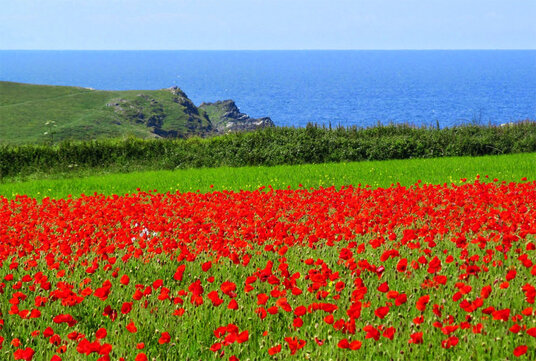 Poppies at West Pentire