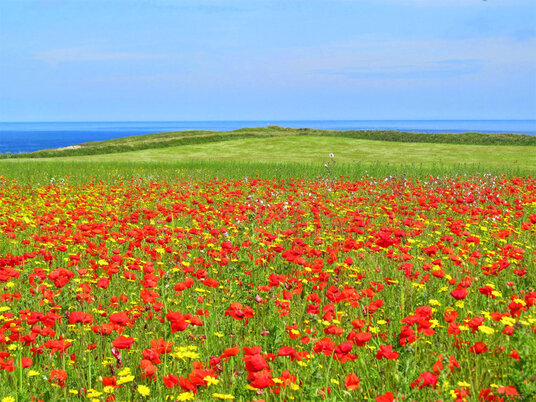 Wildflowers at West Pentire