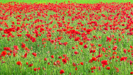 Poppies at West Pentire
