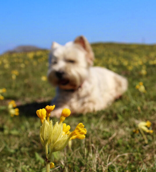 Cowslips on Penhale Sands