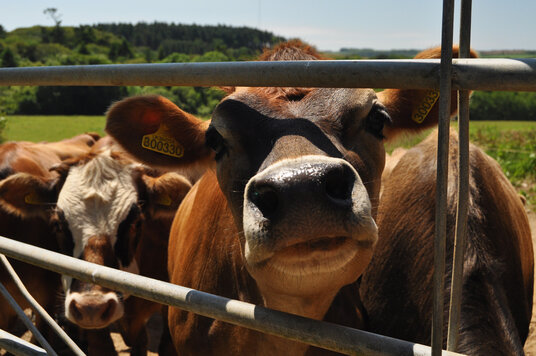Cows at Little Callstock