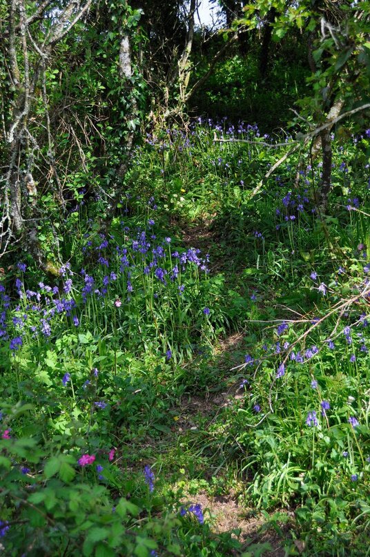 Bluebells in the woodland