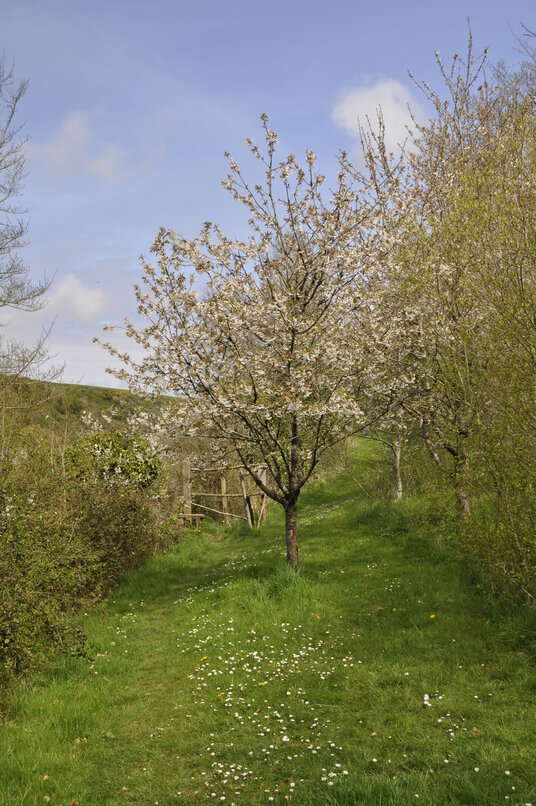 Copse near Little Petherick