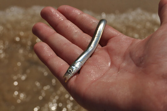Sandeel buried in the sand at Carbis Bay