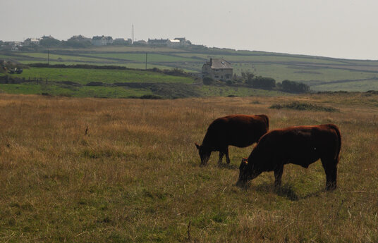 Cattle near Lizard