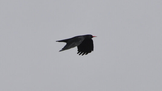 Chough at The Lizard