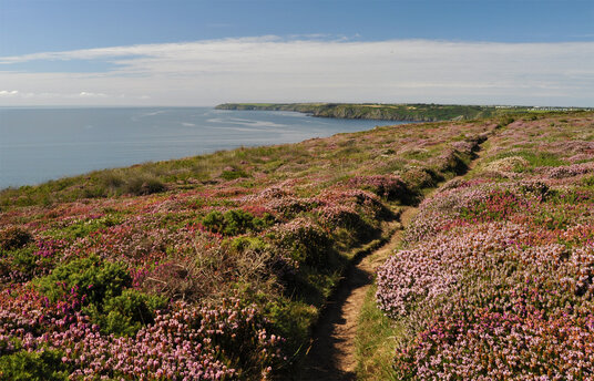 Heather near Kennack Sands