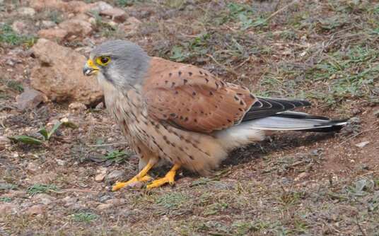 Kestrel swallowing stones