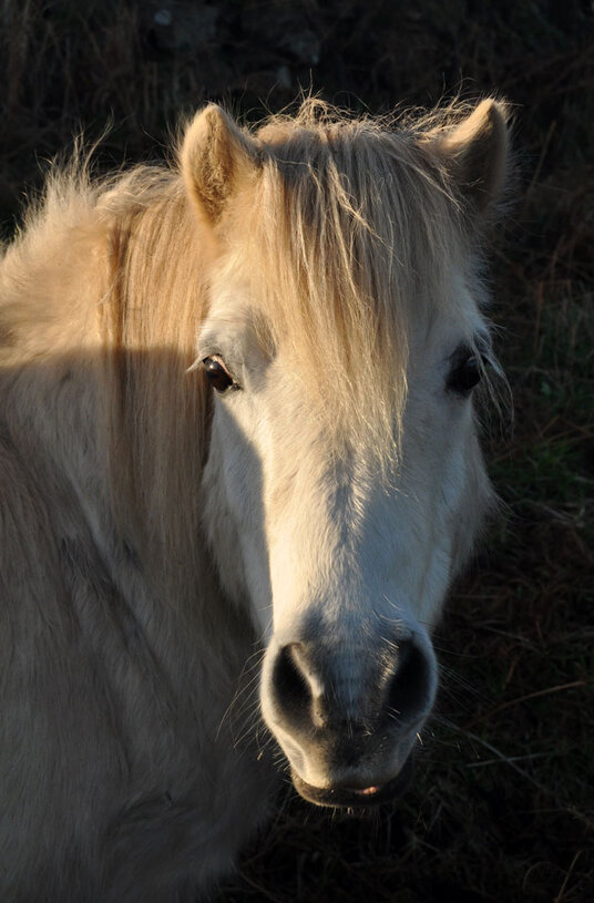 Shetland pony grazing the coast