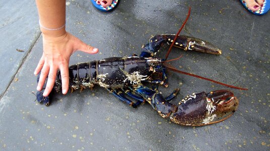 Cornish lobster