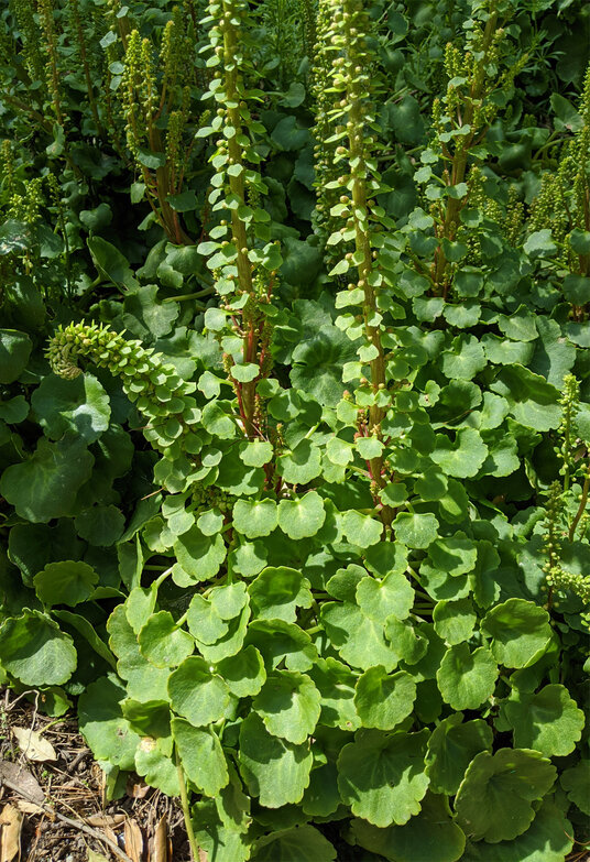 Navelwort at Penrose