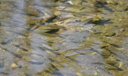 Minnows in the Loe pool