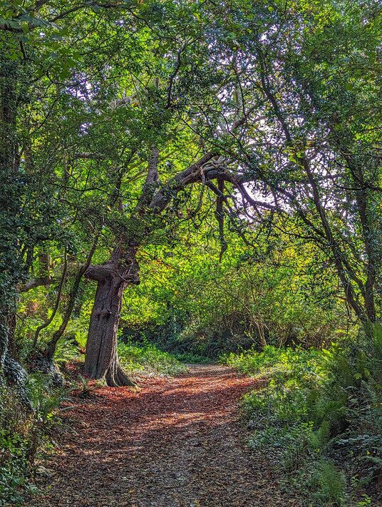 Wooded path by Loe Pool