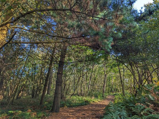Woodland path by Loe Pool