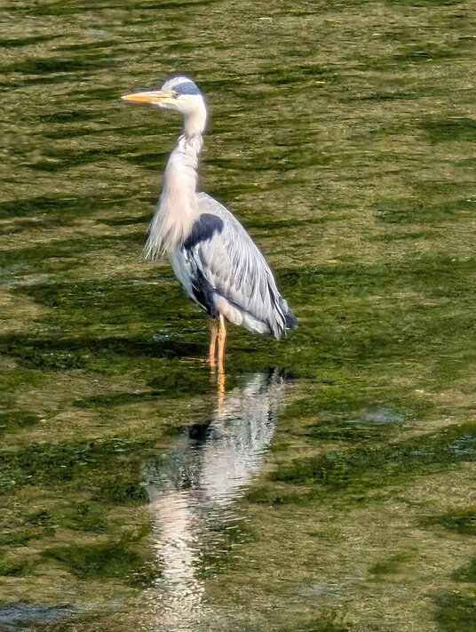 Heron in the Looe River