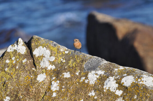 Bird perched on the boulders at Lowland Point