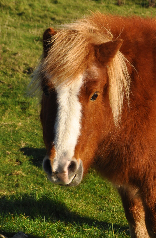 Pony Grazing the Coast at Lowland Point